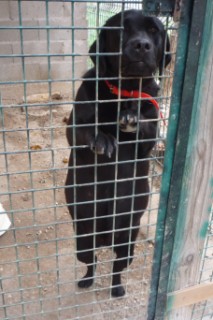 Trouvée femelle type labrador noire  1/3/11  Port saint louis  Port-s10