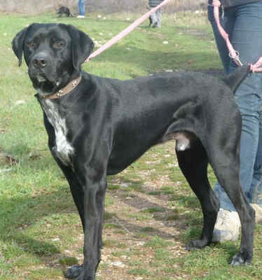 (adoptable)Trouvé chien x labrador mâle noir TOULON (83) ../../2010 délai fourrière dépassé Reglis10