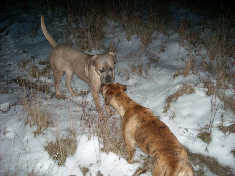 WITNESS femelle cane corso froment - 2 ans - FA CM (59) Dscn1116