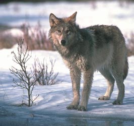 Kapitel 3 / die endlose Tundra - Seite 19 Wolfre11