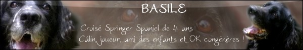 Basile, croisé Springer Spaniel né en 2005 (Tabanac) - Page 5 Banni108