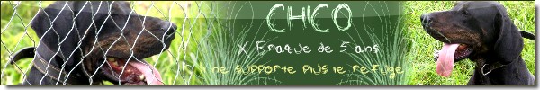 Urgent - CHICO -  x  braque 7  ans  (5 ans de refuge)  Spa d'Evreux (27) Banni184