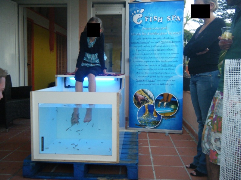Les premiers Garra rufa entrent en action dans un de mes aquariums en bois :) _dscf112