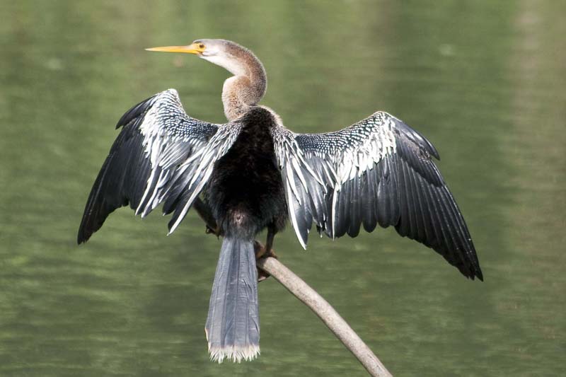 Oiseaux du Panama Anhing10