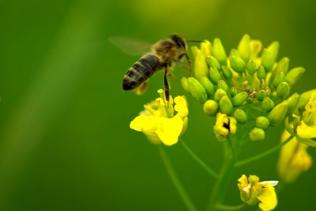 Abeille domestique (Apis mellifera) Abeill10