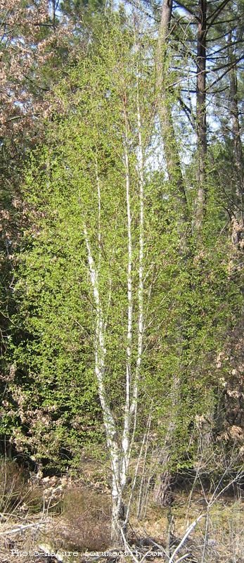 Bouleau blanc (Betula populifolia) Boulea10