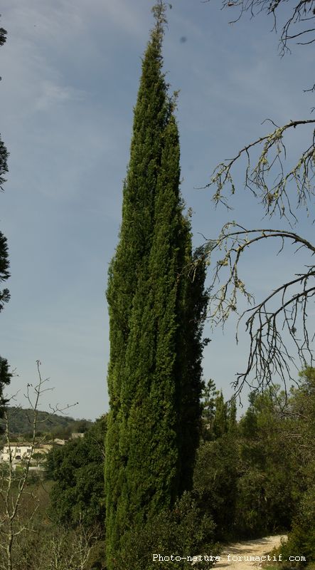 Cypré toujours vert (Cupressus Sempervivens) Cypra_10