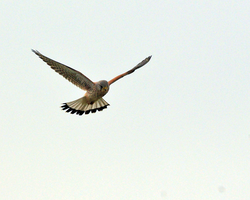 Faucon crécerelle (Falco tinnunculus) Faucon10