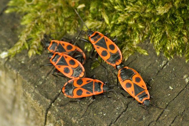 Gendarme (Pyrrhocoris apterus) Gendar10