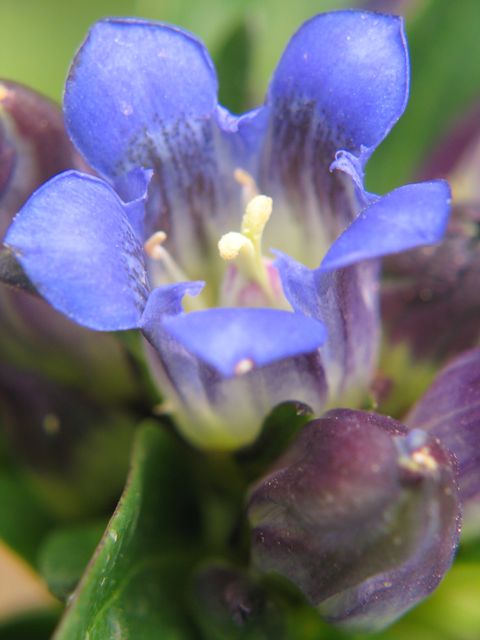 Gentiane (Gentiana) Gentia10