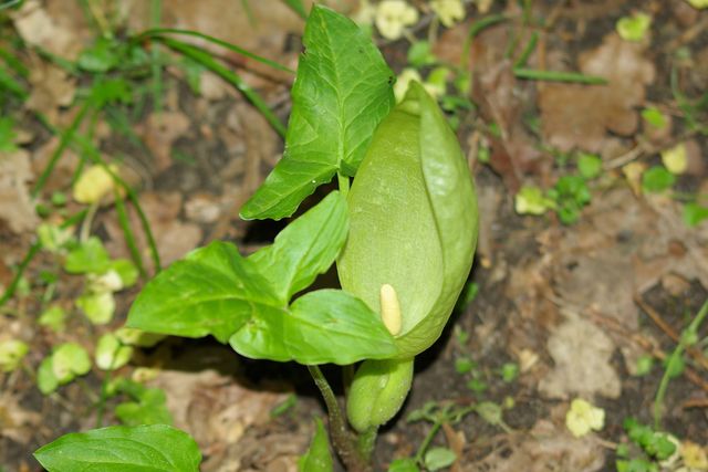 Gouet maculé (Arum maculatum) Gouet_10