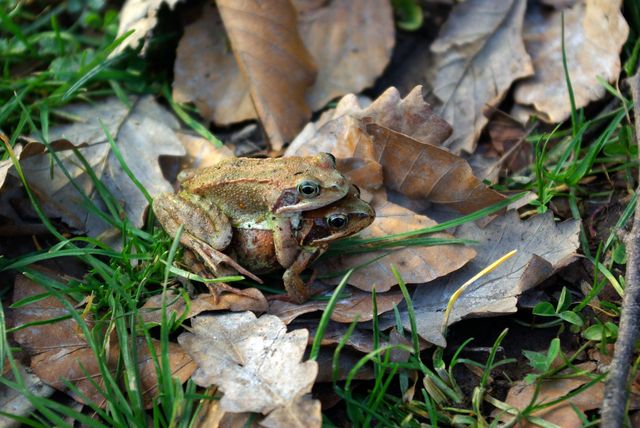 Grenouille rousse (Rana temporania) Grenou12