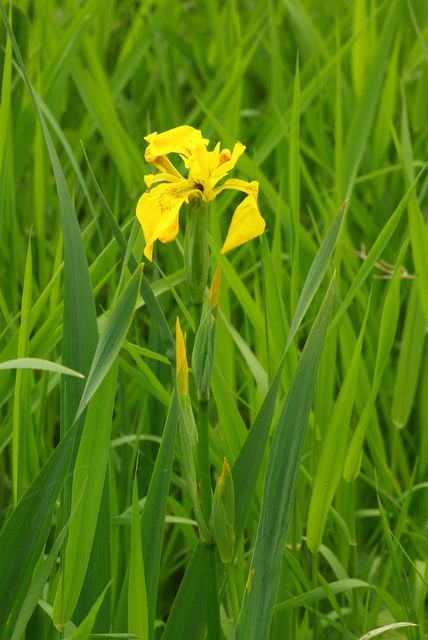 Iris faux-acore (Iris pseudoacorus) Iris_f10