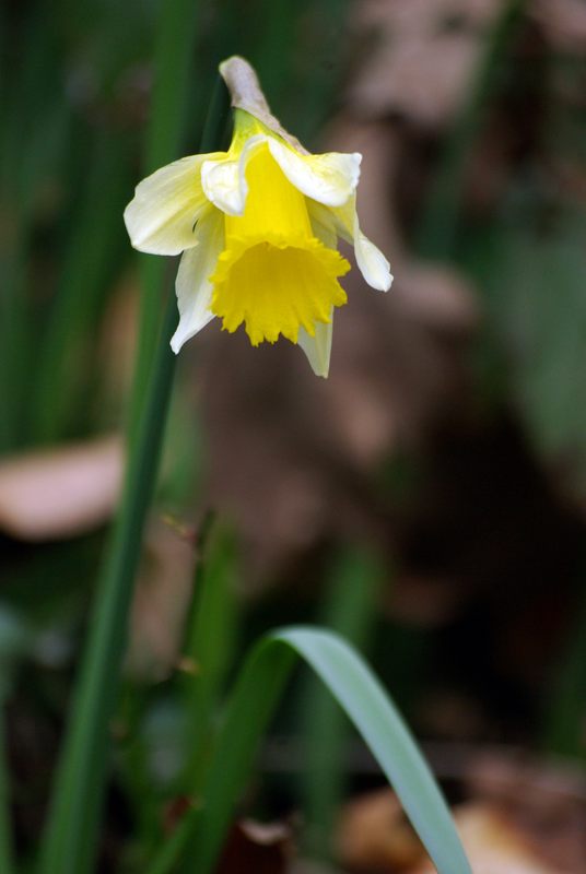 Jonquilles (Narcissus jonquilla) Jonqui10