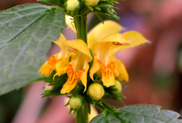 Lamier galéobdolon, ortie jaune (Lamiastrum galeobdolon) Lamier12