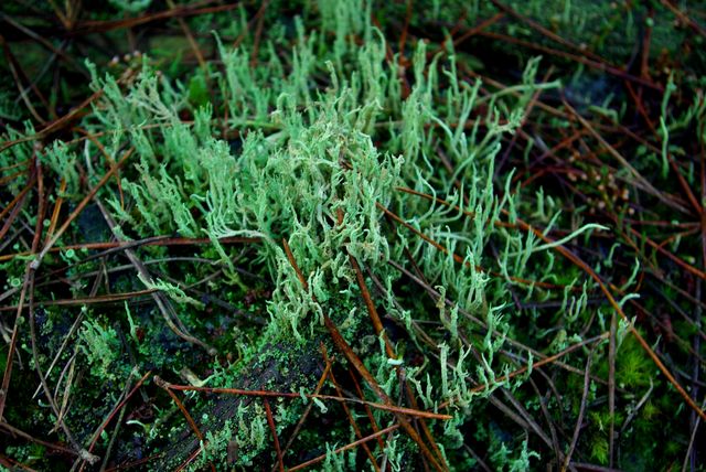 Lichen fruticuleux (Evernia prunastri) Lichen11