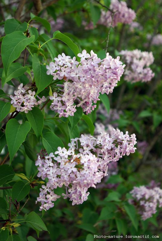 Lilas commun (Syringa vulgaris) Lilas_10