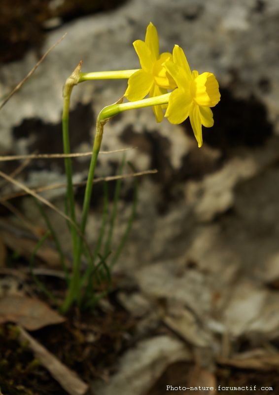 Narcisse d'Asso (Narcissus assoanus) Narcis10
