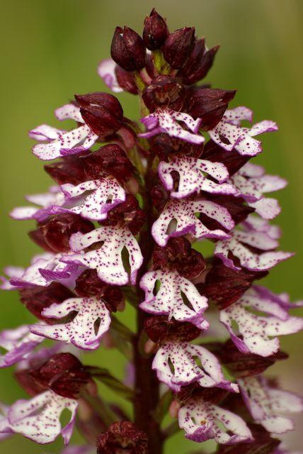 Orchis pourpre (Orchis purpurea) Orchis14