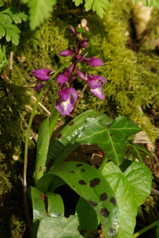 Orchis male (Orchis mascula) Orchis16