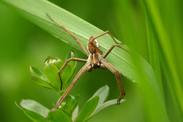 Pisaure (Pisaura mirabilis) Pisaur10