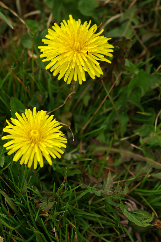 Pissenlit (Taraxacum officinale) Pissen10