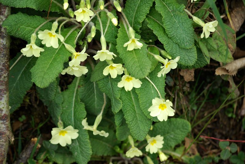 Primevere acaule (Primula vulgaris) Primev13