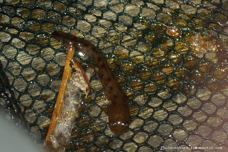 Salamandre tachetée (Salamandra) Salama10