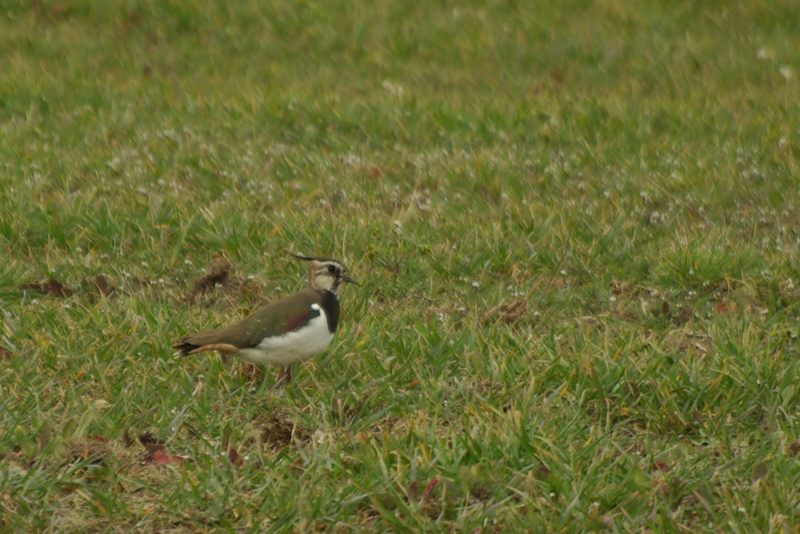 Vanneau huppé (Vanellus vanellus) Vannea10