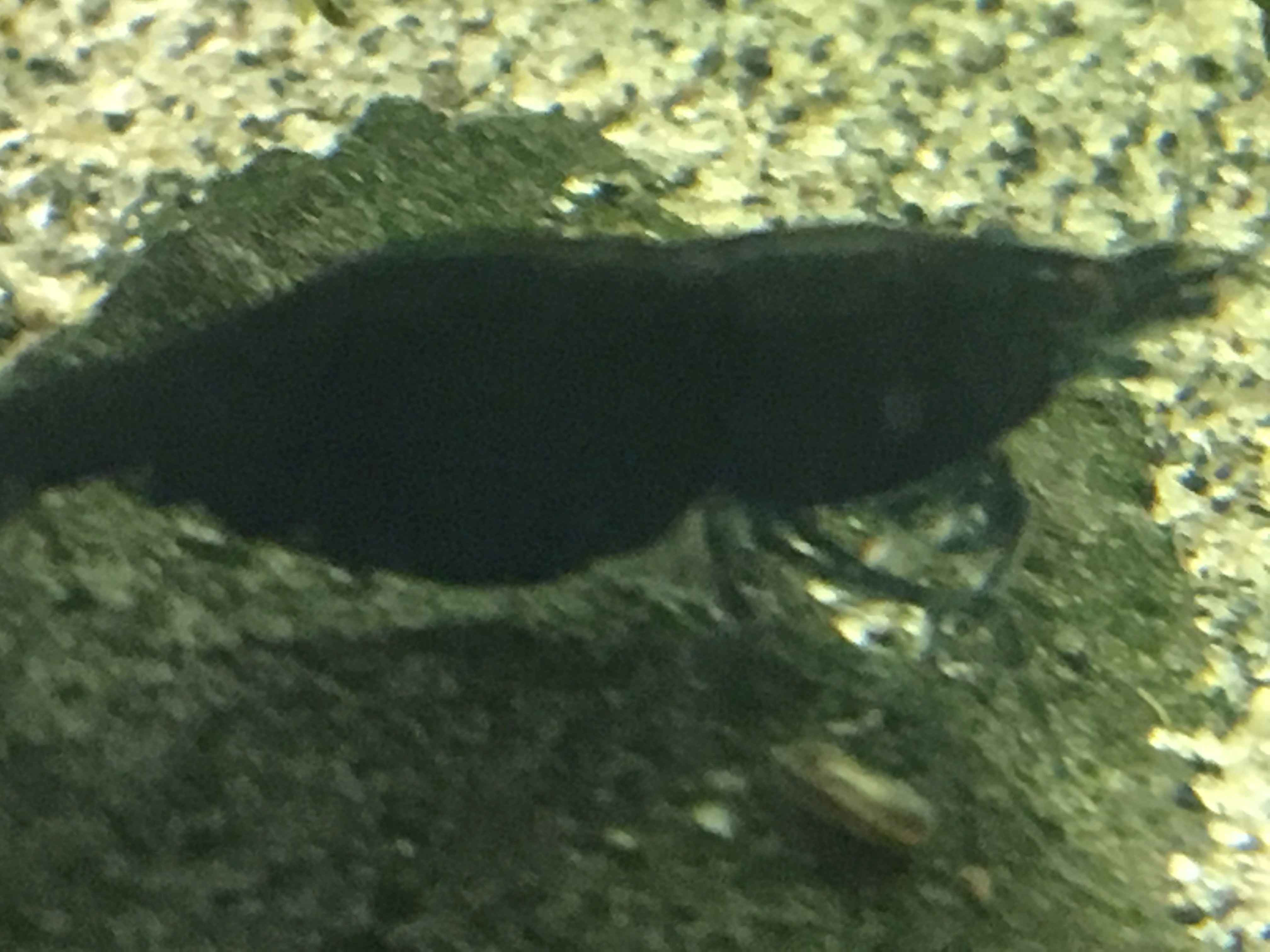 Le 35l spé Cory pygmaeus ! - Page 6 Img_3041
