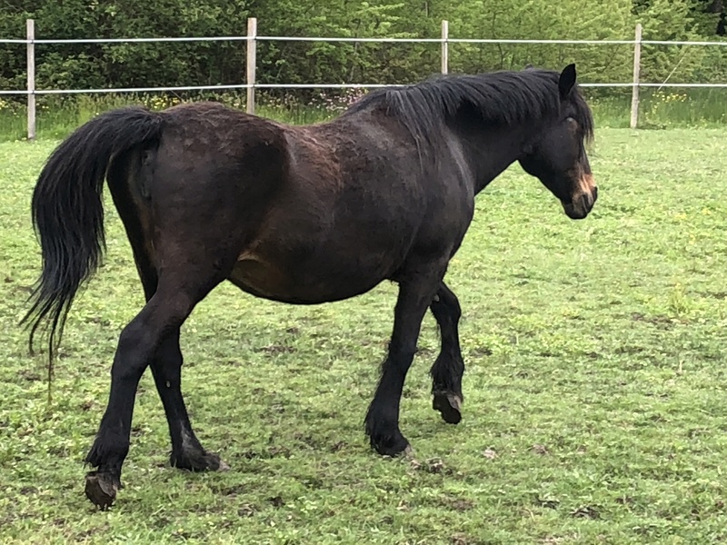 Harmonie double ponette, 22 ans en FA chez Valérie B  - Page 2 Img_7810