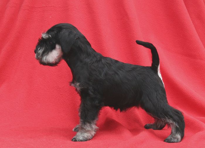 Great puppy female for sale (Gloris x Vis a Vis) Klara110