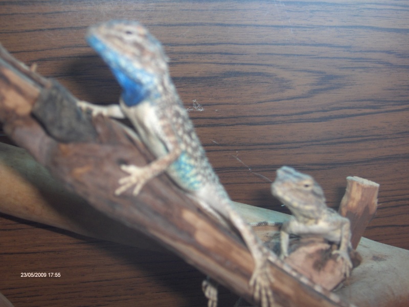 mes compagnons (Agama Salvigny, gecko tokay, pogona vitticeps) A10