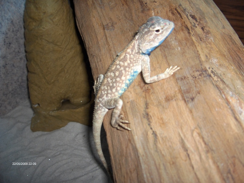 mes compagnons (Agama Salvigny, gecko tokay, pogona vitticeps) Reptil20