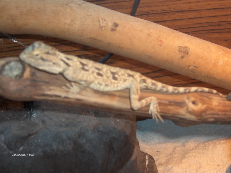 mes compagnons (Agama Salvigny, gecko tokay, pogona vitticeps) - Page 2 Reptil21
