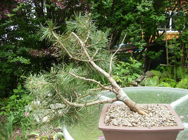 Mugo Pine help needed Mugo3e10