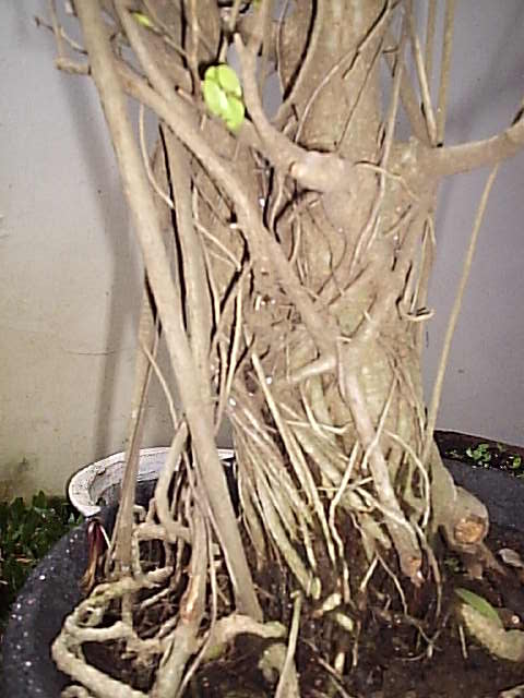 My Ficus Benyamina P1010013