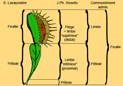 Drole de schema. Schema10