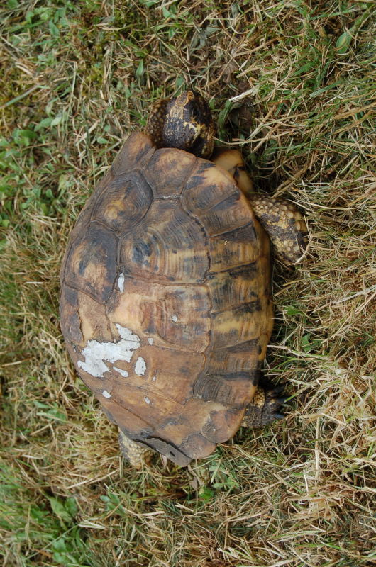 Quelle espèce de tortue ? Dsc_2619