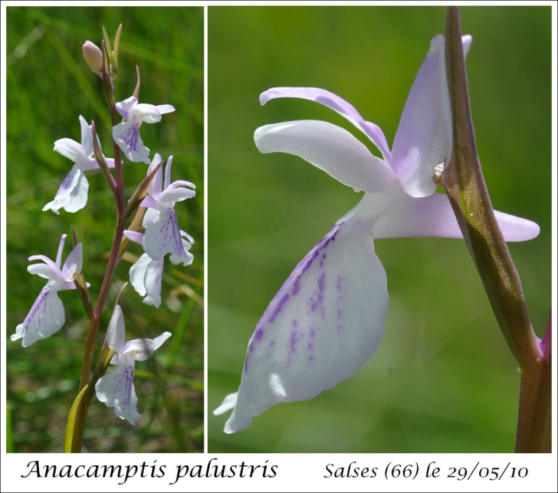 Anacamptis palustris (Orchis des marais) Anacam12