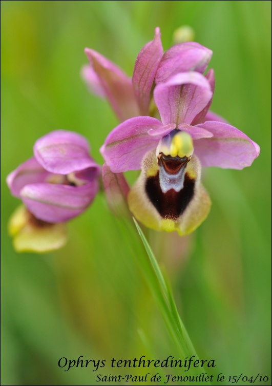 Quelques orchidées d'avril / mai Image_31