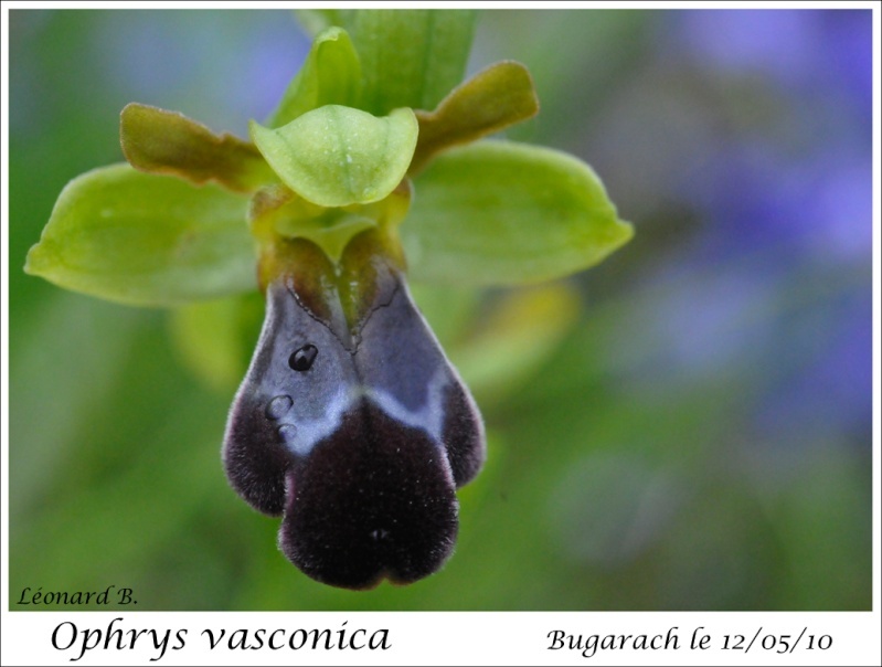 Ophrys vasconica (Ophrys de Gascogne) Image_51