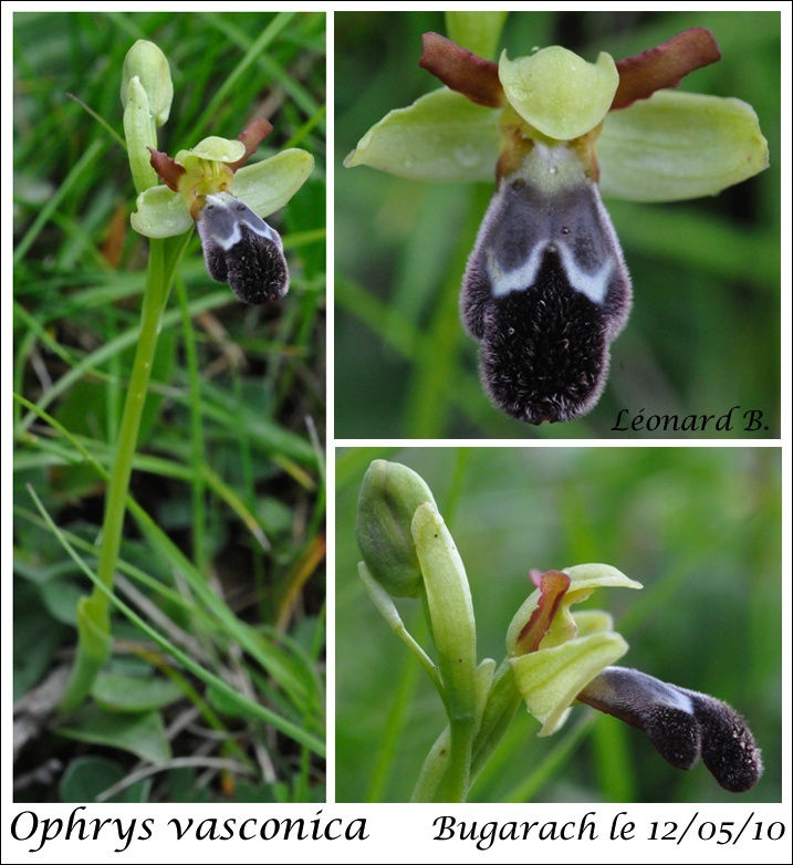 Ophrys vasconica (Ophrys de Gascogne) Image_52