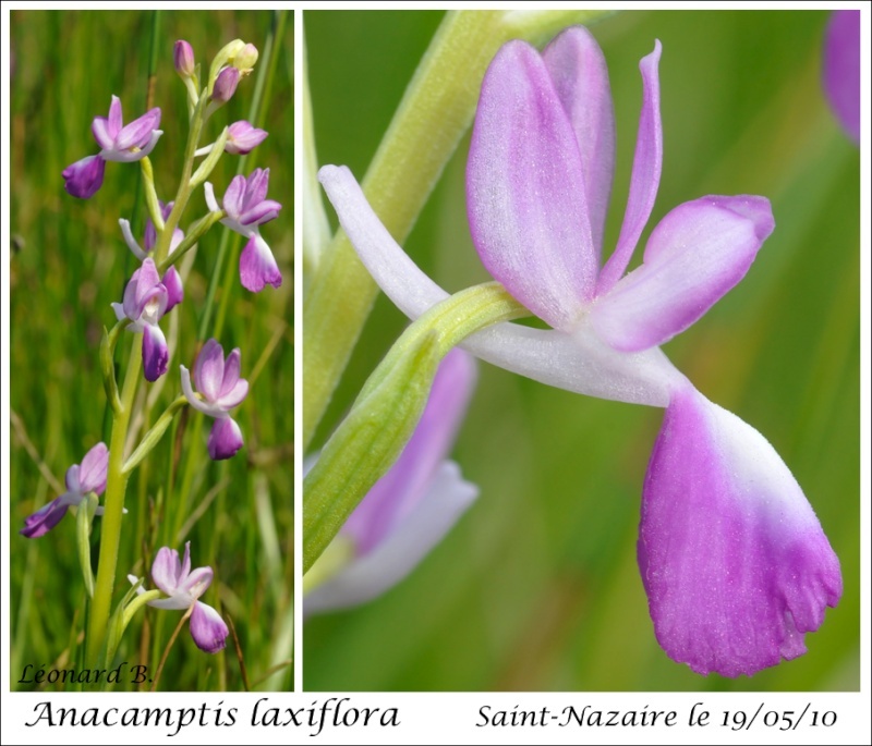 Anacamptis laxiflora (Orchis à fleurs lâches) Image_56