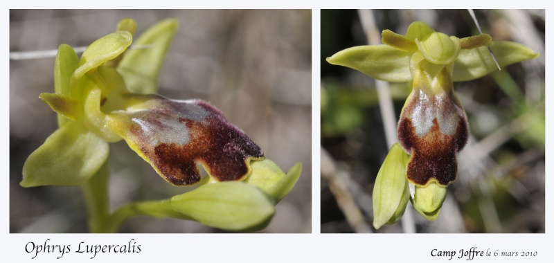 Mes premières orchidées de l'année Ophrys15