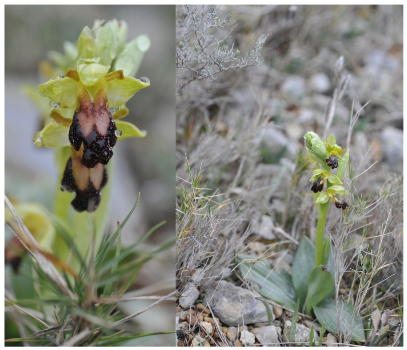 Orchidées, iris et jonquille à Opoul (66) le 20/03 Ophrys16
