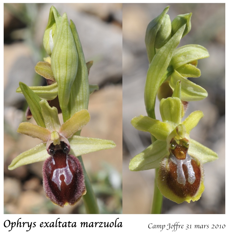 Ophrys exaltata marzuola (Ophrys de Mars ) Ophrys17