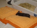 Comment dorment vos lapins? Photos à l'appui :) - Page 3 Lapin_10