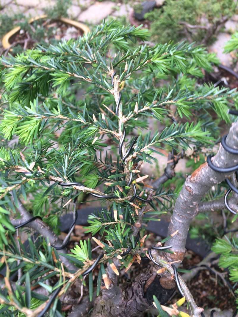 Tsuga, hemlock or "extending growth," type, clip and grow strategies? - Page 2 3d011610