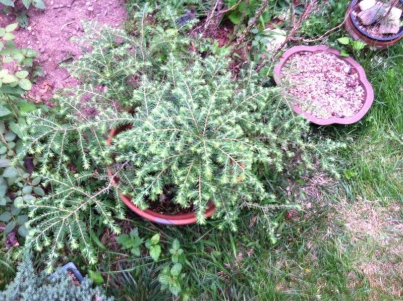 Tsuga, hemlock or "extending growth," type, clip and grow strategies? Hemloc11